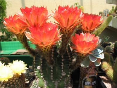 Kultur: -Wernie`s Cactus Garden- 